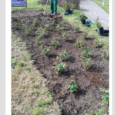 Rózsa ültetés Hunyadi parkban