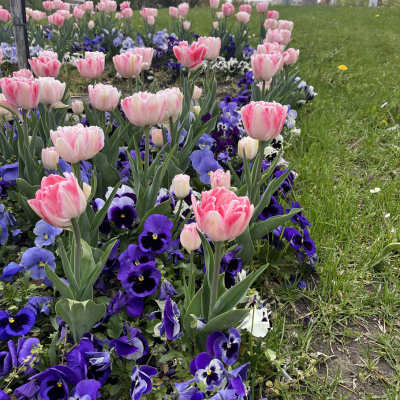 Szivárvány-Szabadság