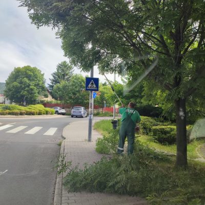 Táblát takaró lomb visszavágása (1)