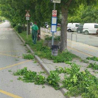 Táblát takaró lomb visszavágása (2)