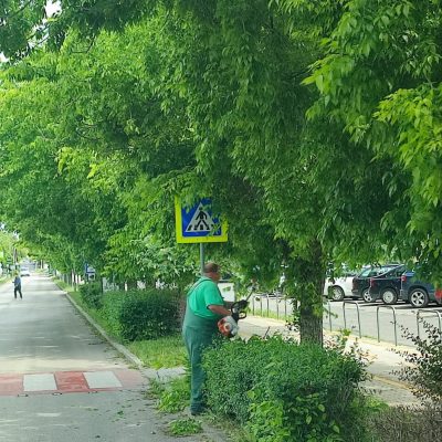 Táblát takaró lomb visszavágása (3)