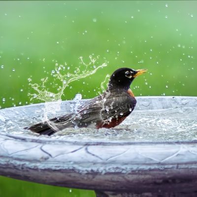 bird-bath-5290285_1280