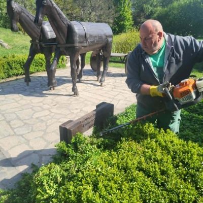 buxus sövény nyírása Kamara