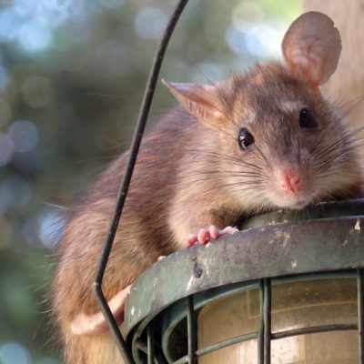 cwhiteharp-roof-rat-961499