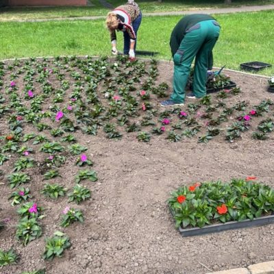 egynyári virág ültetése