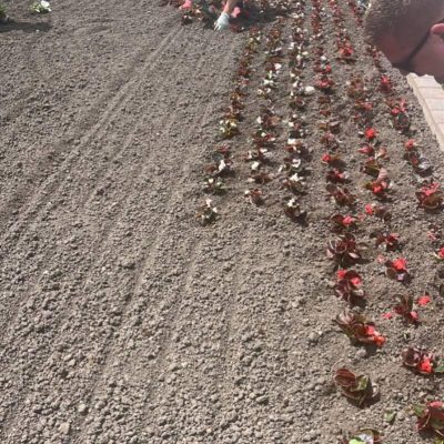 egynyári virágok ültetése