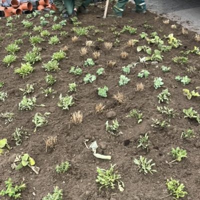 évelő ültetés Bretzfeld u.