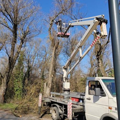 fűzfák ifjítása Hosszúréti parkban (1)