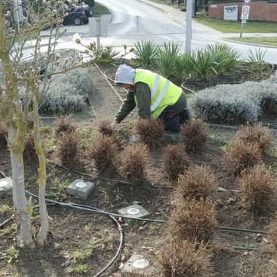 gyomlálás, évelők visszametszése Kamaraerdei körforg