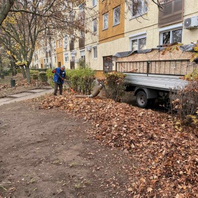 lombgyűjtés lakótelepen (2)