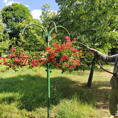 muskátli öntözése