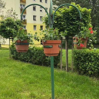 Muskátlik kihelyezése