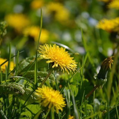 neelam279-dandelion-8769003