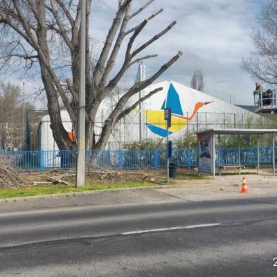 nyárfa ifjítás Herman Ottó iskola udvarán