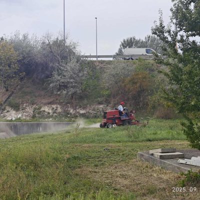 parlagfű mentesítés