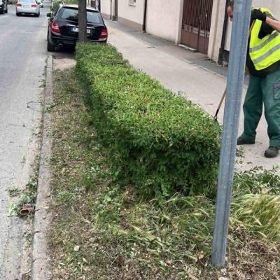 sövénynyírás Baross u.