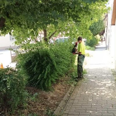 sövénynyírás Budapesti úton