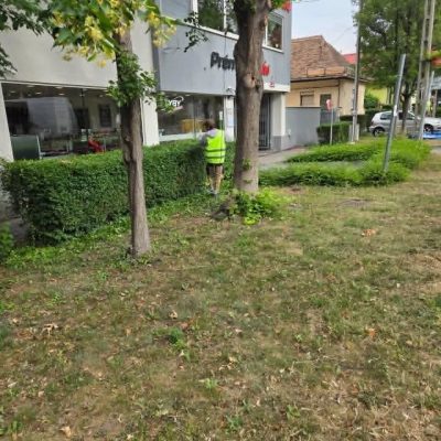 sövénynyírás Károly k u