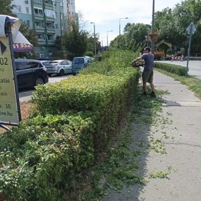 sövénynyírás lakótelepen (1)