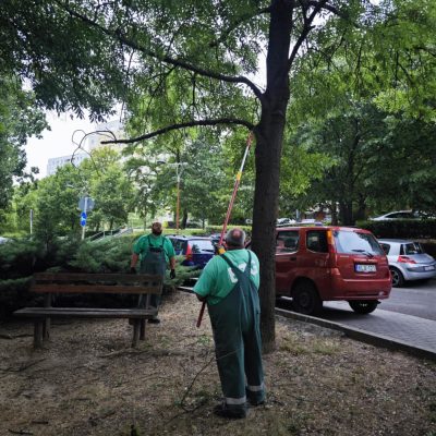 száraz és belógó gallyak levágása lakótelepen.