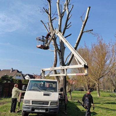 száraz nyárfa kivágás Kamaraerdei parkban