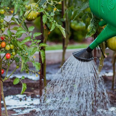 the-cultivation-of-5455003_1280