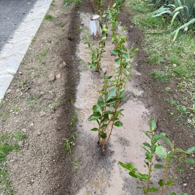 újonnan telepített sövény öntözése Kossuth utcában