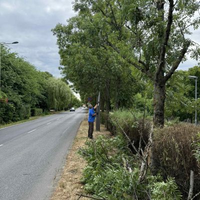 űrszelvény- és szárazgallyazás Baross u