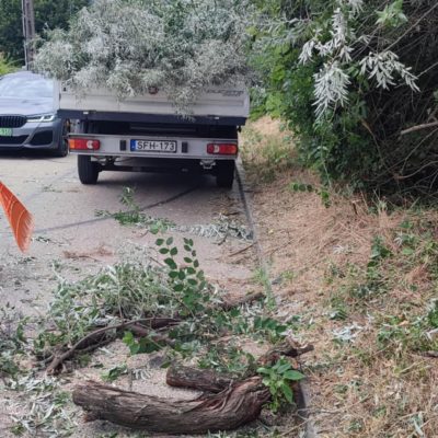 viharban letört ezüstfa Kökörcsin u.