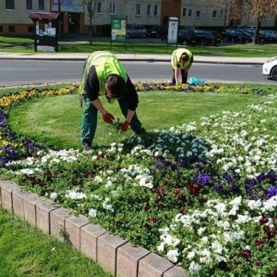virágágyás gyomlálás Városháza előtti körforgalomban