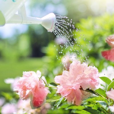 watering-2389940_1280